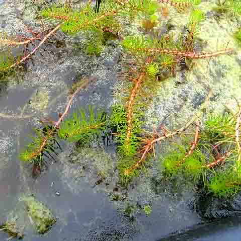 08 Teich BiostationRuhrOst